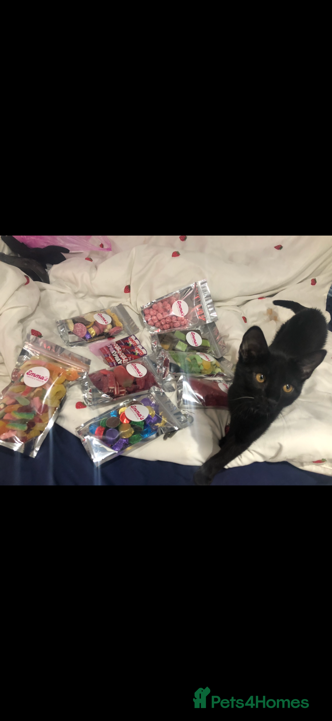 British Shorthair cats for sale: Black male kitten  - Advert 3