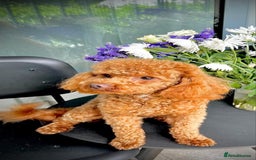 Maltipoo dogs for sale: 🩷Maltipoo F1 Babies🩵 - Image 13