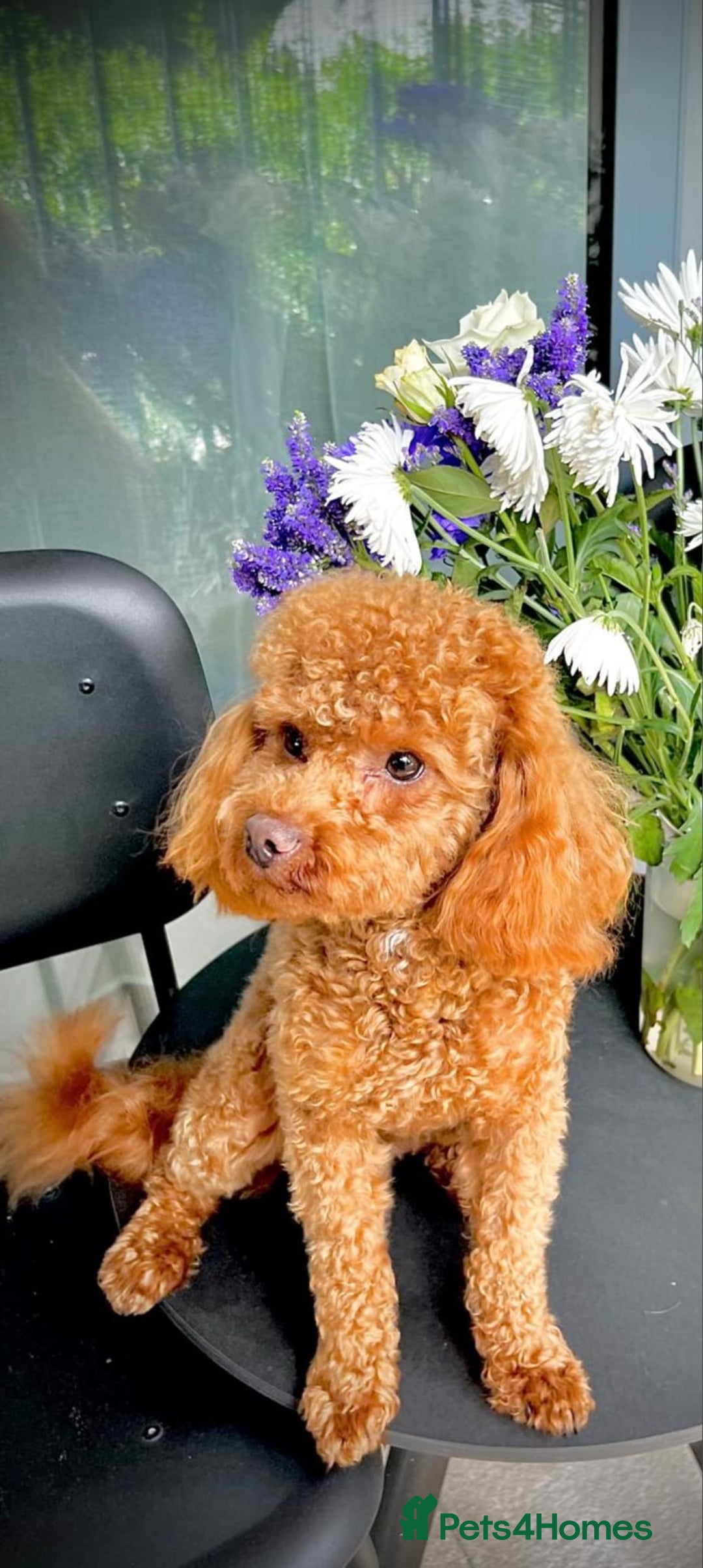 Maltipoo dogs for sale: 🩷Maltipoo F1 Babies🩵 - Image 13