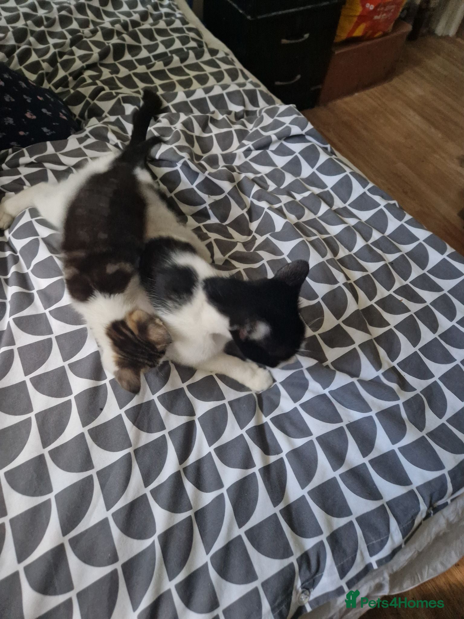 Mixed Breed cats Kitten for sale  - Advert 1