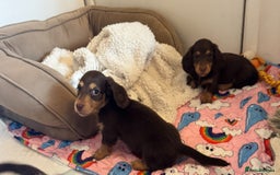 Miniature Dachshund dogs for sale: Miniature Long Haired Dachshund **Last Boy** in Saint Helens - Image 27