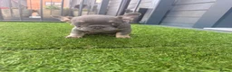 French Bulldog dogs for sale: Beautiful French bulldog puppies for sale - Advert 5
