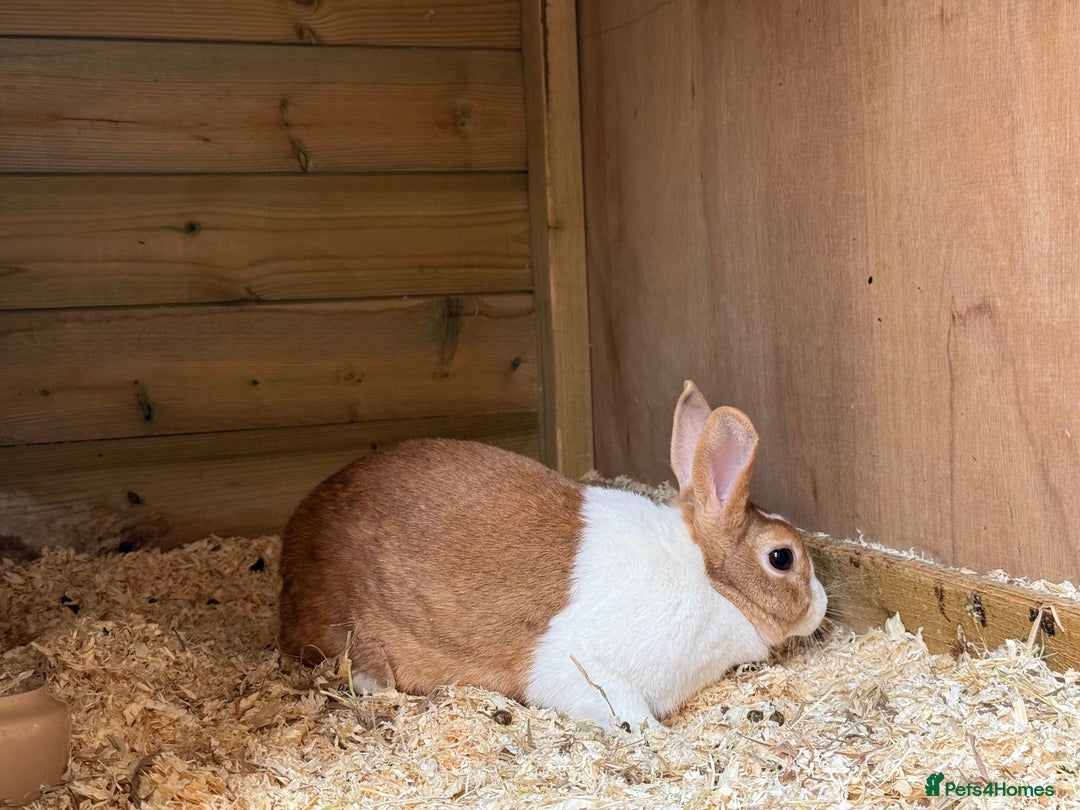 Dutch rabbits for sale: Pair of Yellow Dutch for Sale - show lines - Image 2