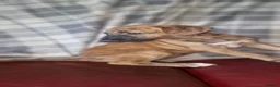 Mixed Breed dogs for sale: Whippet X Lurcher Puppies - Advert 30