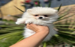 Pomeranian dogs for sale: Quality girl ready now PRINCESS 💕 - Image 15