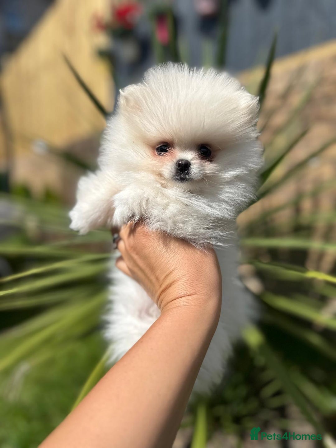 Pomeranian dogs for sale: Quality girl ready now PRINCESS 💕 - Image 15