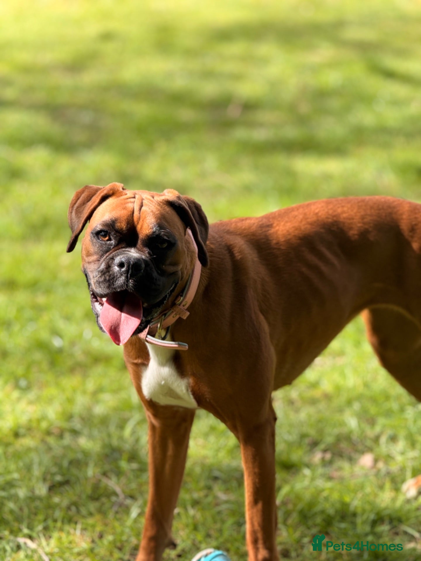 Boxer dogs 3 Red & White Boxer puppies available  - Advert 1