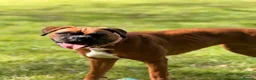 Boxer dogs for sale: 3 Red & White Boxer puppies available  - Advert 8