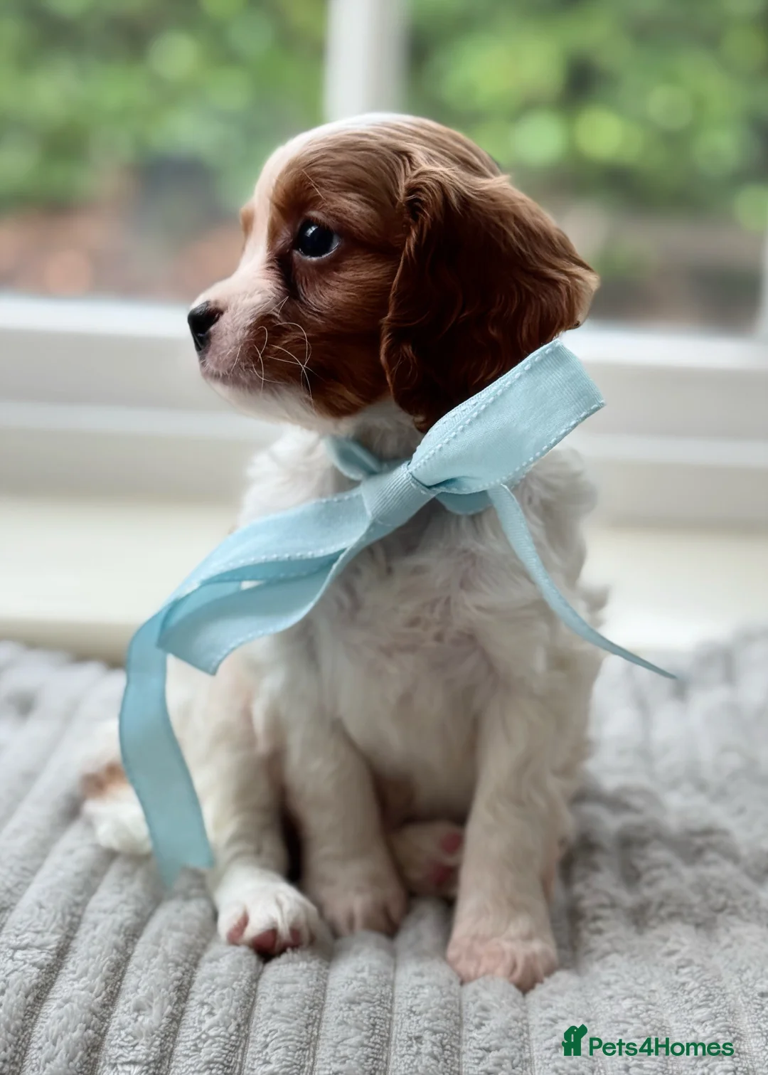 Cavapoo dogs for sale: Stunning F2 cavapoo health tested - Advert 13