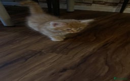 Mixed Breed cats for sale: Wonderful ginger Girl  - Image 7