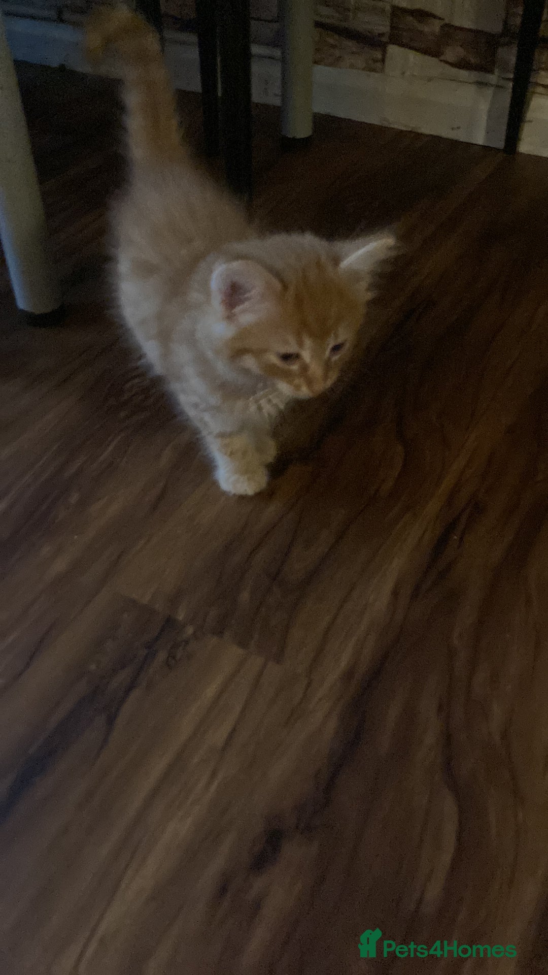 Mixed Breed cats for sale: Wonderful ginger Girl  - Image 7