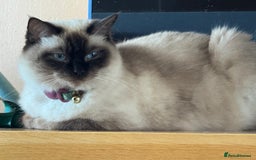 Ragdoll cats for sale: Gorgeous blue point  - Image 2