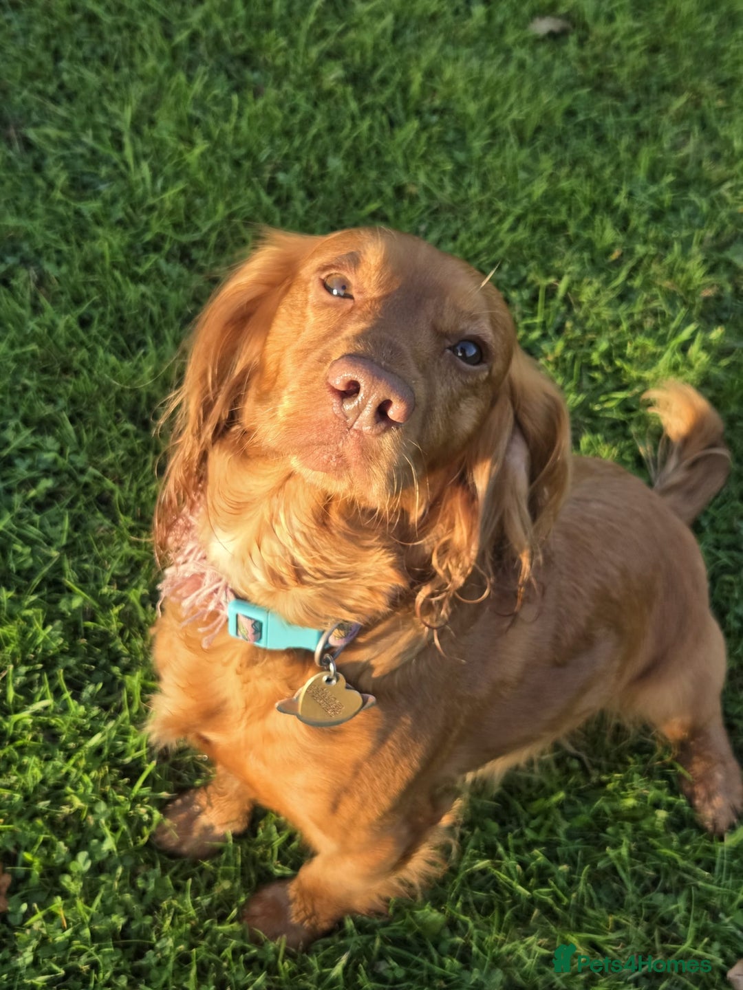 Cocker Spaniel dogs for sale: Stunning KC reg red working cocker pups - Advert 21