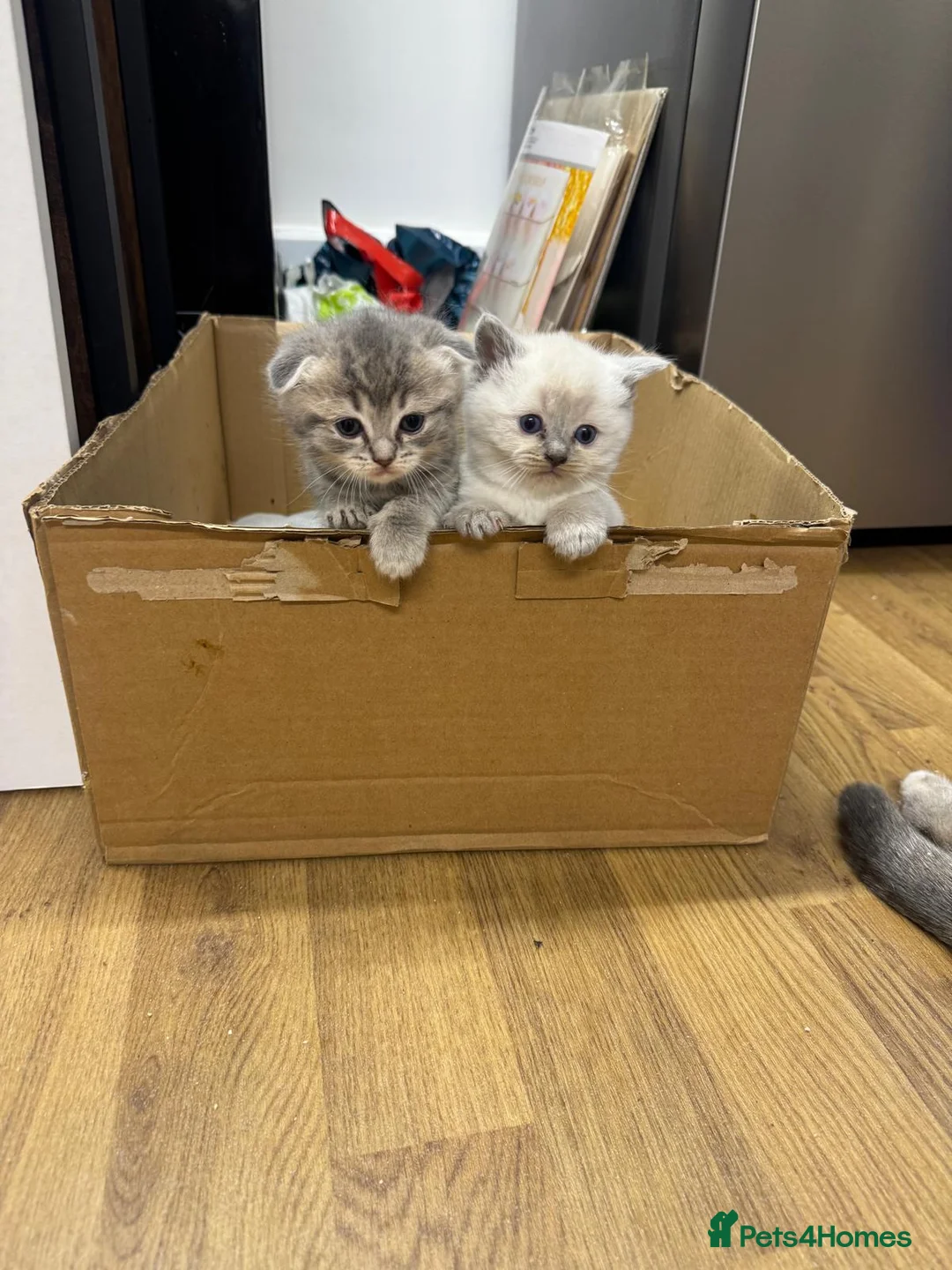 Scottish Fold cats for sale: Scottish fold  - Advert 2