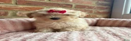 Maltipoo dogs for sale: 🧸 Adorable Maltipoo Puppies 🧸 - Advert 13