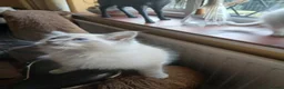 Ragdoll cats for sale: Beautiful brother and sister Ragdoll kittens - Advert 29