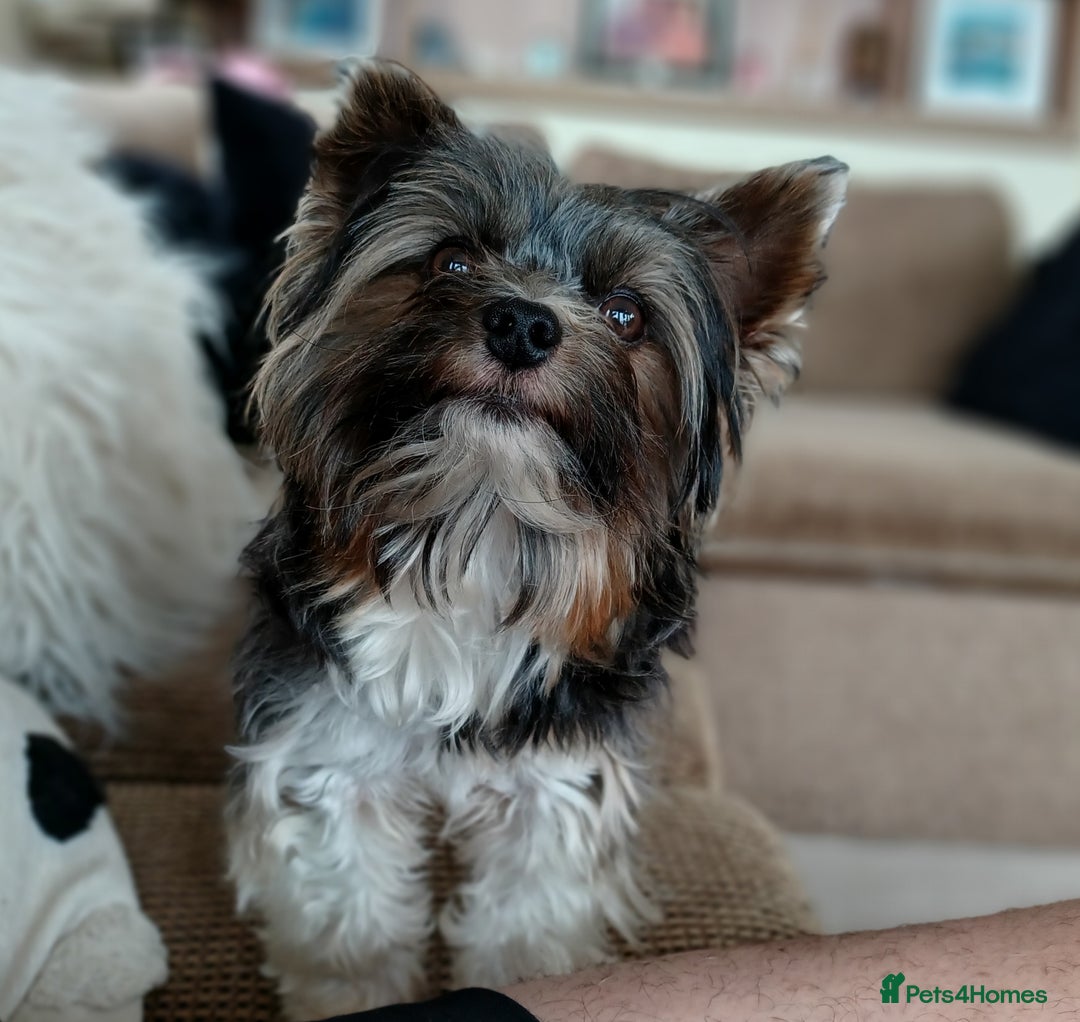 Biewer Terrier dogs for stud: Purebred Pedigree Biewer Terrier Stud in Merthyr Tydfil - Image 8