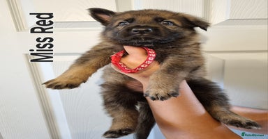 German Shepherd dogs - Advert 3