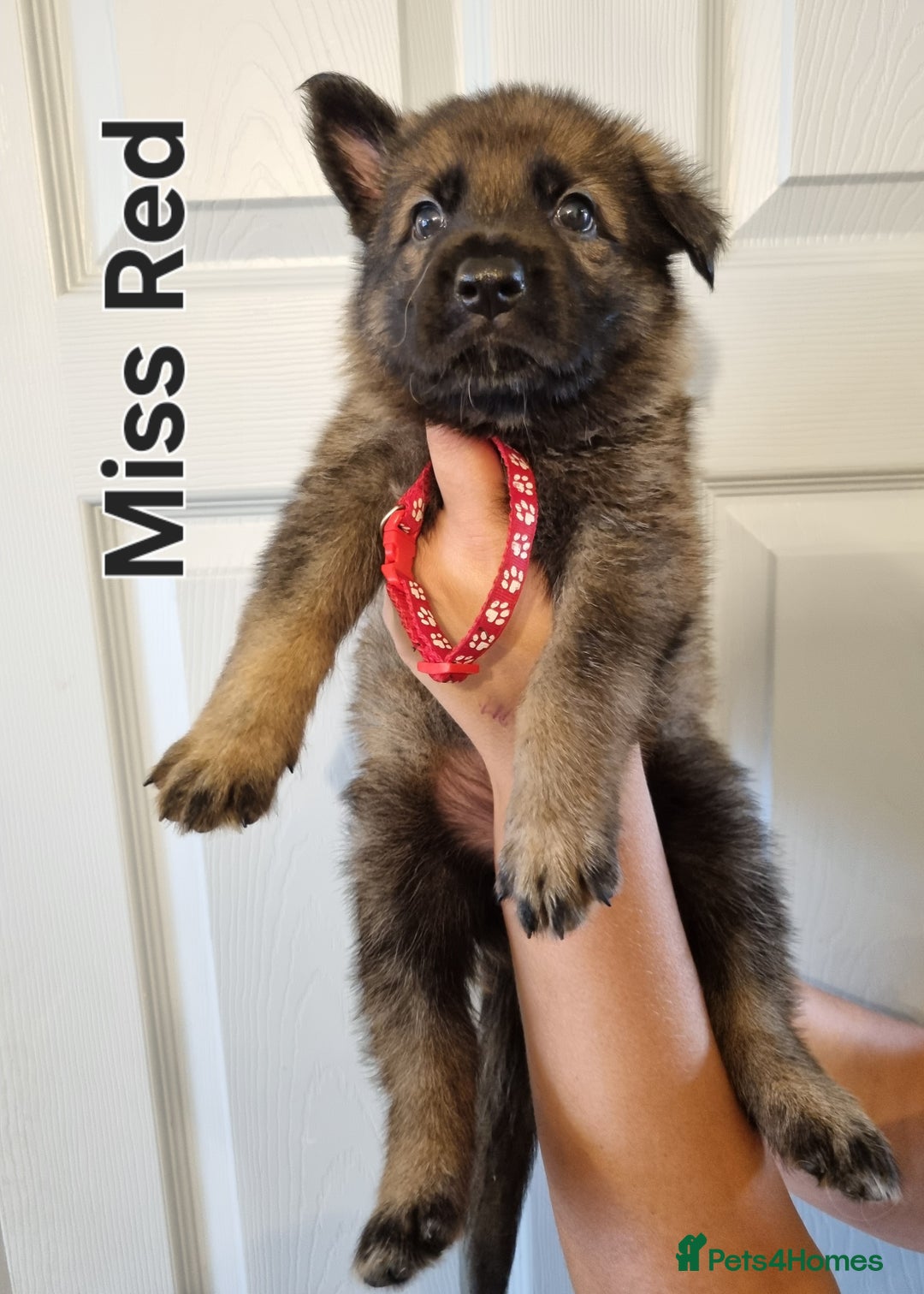 German Shepherd dogs for sale: 12 Czech KC Extensively Health Tested GSDs Puppies - Image 2