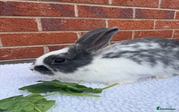 Mixed Breed rabbits for sale: Stunning Mixed Breed Rabbits  - Image 4