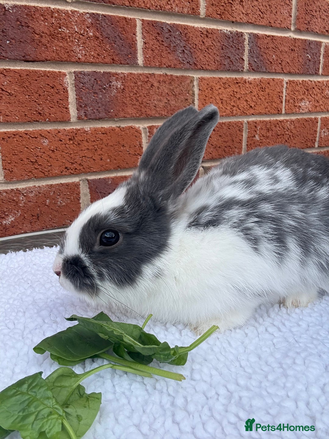 Mixed Breed rabbits for sale: Stunning Mixed Breed Rabbits  - Image 4