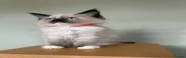 Ragdoll 4