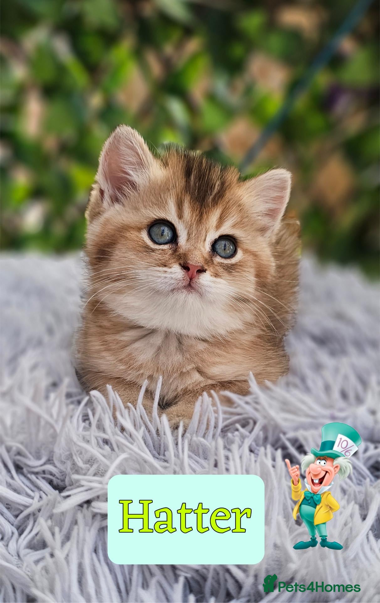 British Longhair cats ✨️🧸 Stunning Babies, GCCF Registered ✨️🧸 - Advert 2
