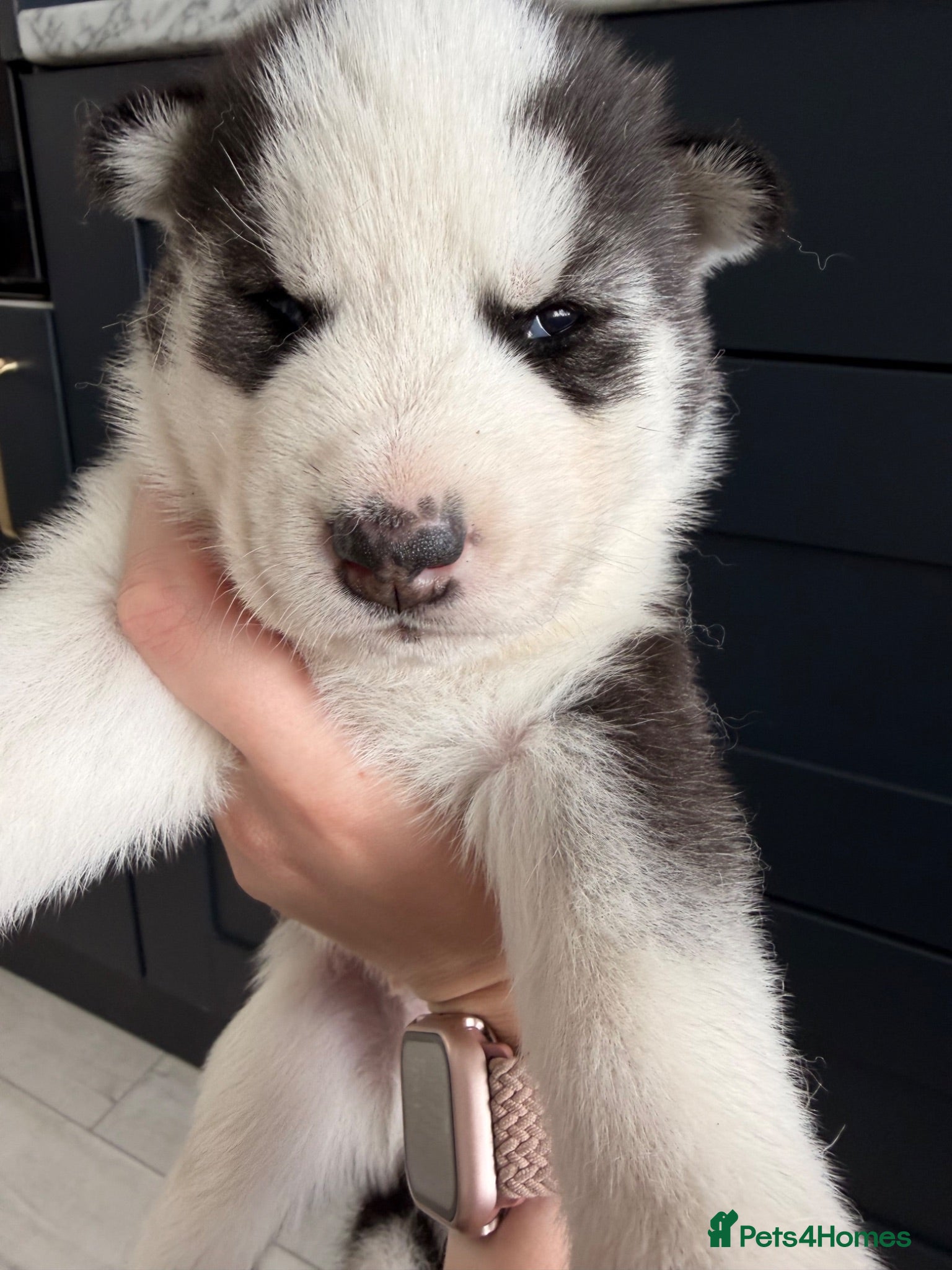 Siberian Husky dogs Husky puppies  - Advert 2