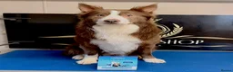 Border Collie dogs for stud: Exceptional Lilac & White DNA clear Border Collie in Saint Asaph - Advert 24