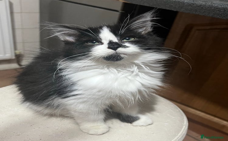 Mixed Breed cats Fluffy black and white kittens  - Advert 13