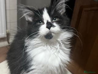 Mixed Breed cats Fluffy black and white kittens - Advert 20