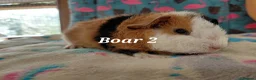 Guinea Pig rodents for sale: Baby Longhaired/Teddy Boars/Brothers RTR - Advert 13