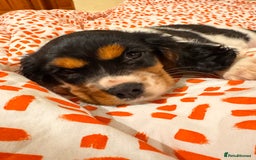 Cockalier dogs for sale: Rehoming Two Young Female Spaniels  - Image 30