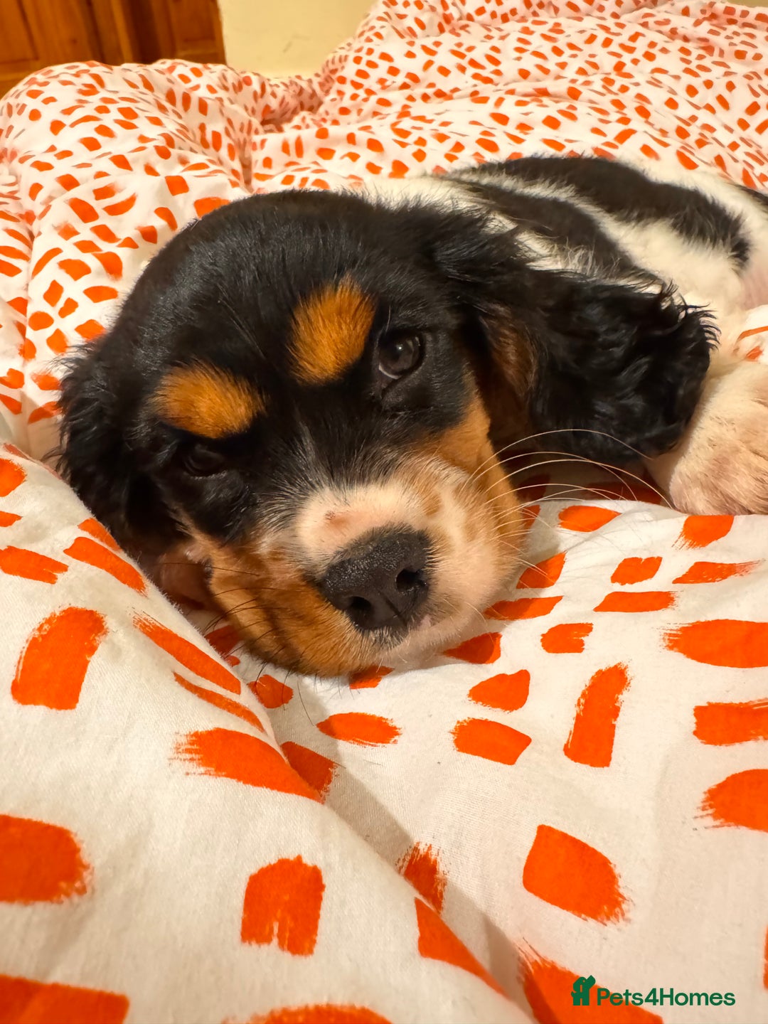 Cockalier dogs for sale: Rehoming Two Young Female Spaniels  - Image 30