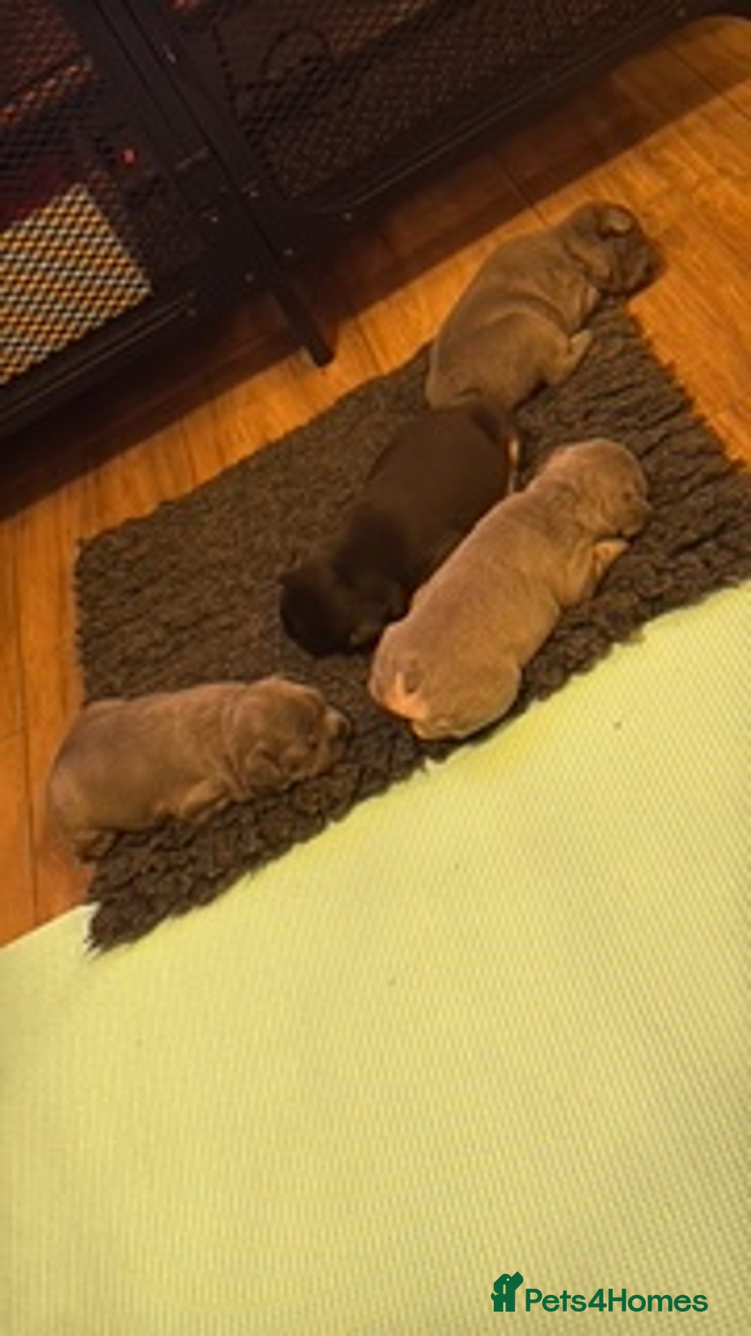 French Bulldog dogs for sale: Exclusive French Bulldog Puppies - Image 9