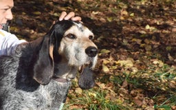 Grand Bleu De Gascogne dogs for adoption: Thor  - Image 12