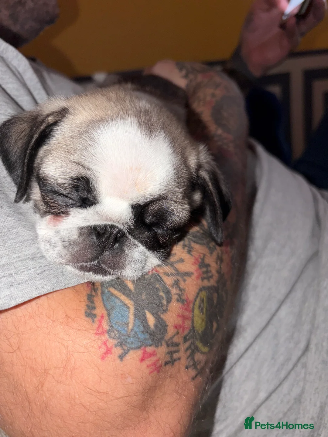 Pug dogs for sale: Beautifull pug pupies looking for a forever sofa in Plymouth - Advert 5