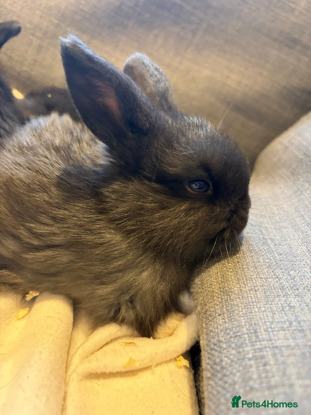 Mini Lop rabbits for sale: beautiful friendly mini lops  - Advert 8