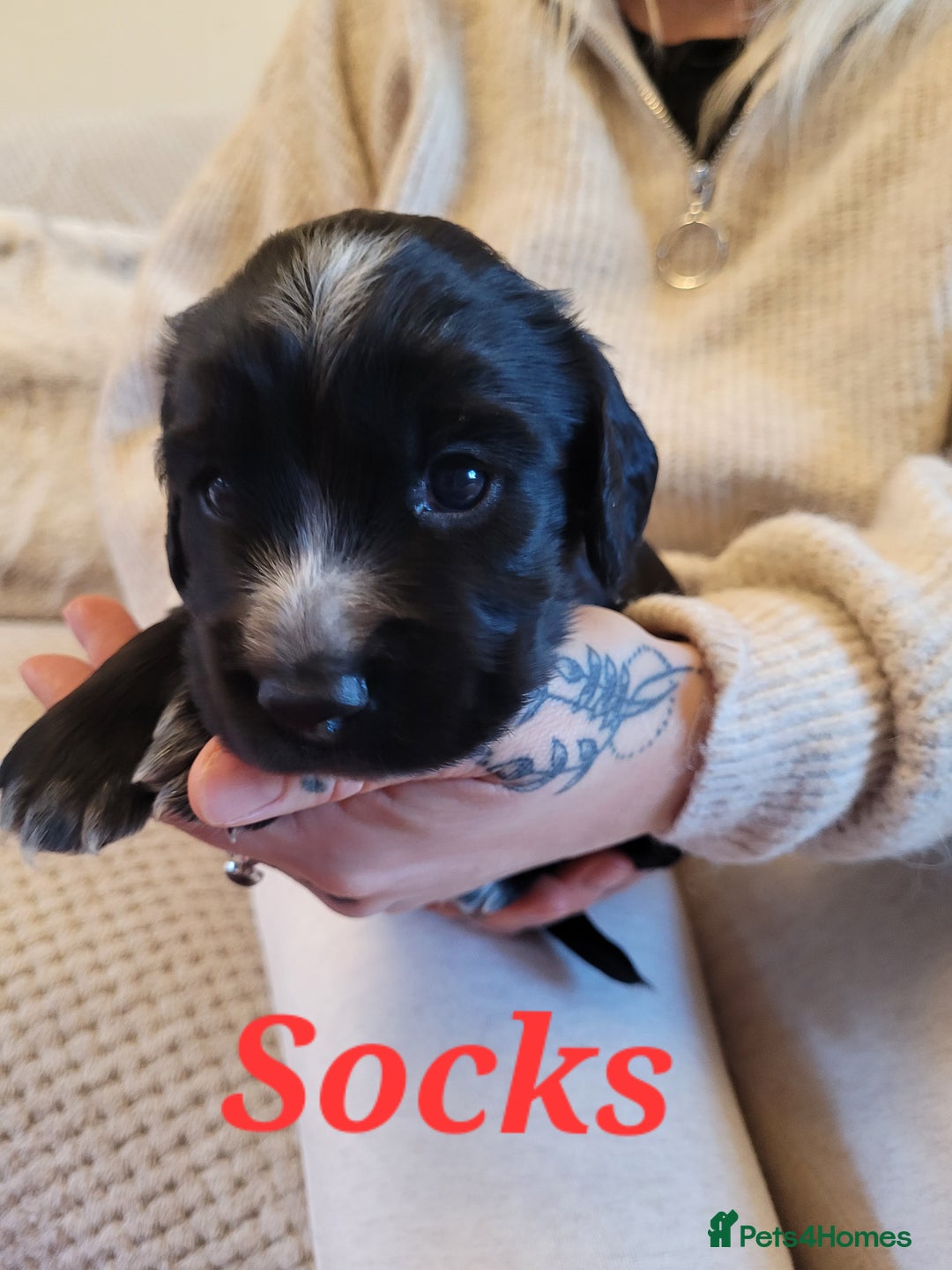 Cocker Spaniel dogs for sale: Gorgeous litter of cocker spaniels - Advert 19