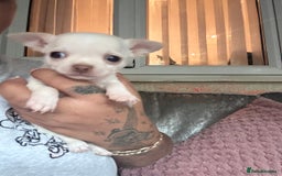 Chihuahua dogs for sale: Double chocolate platinum baby’s  - Image 6
