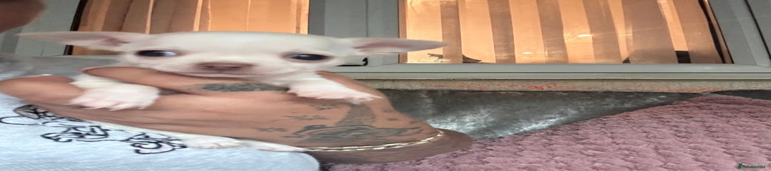 Chihuahua Puppy 3