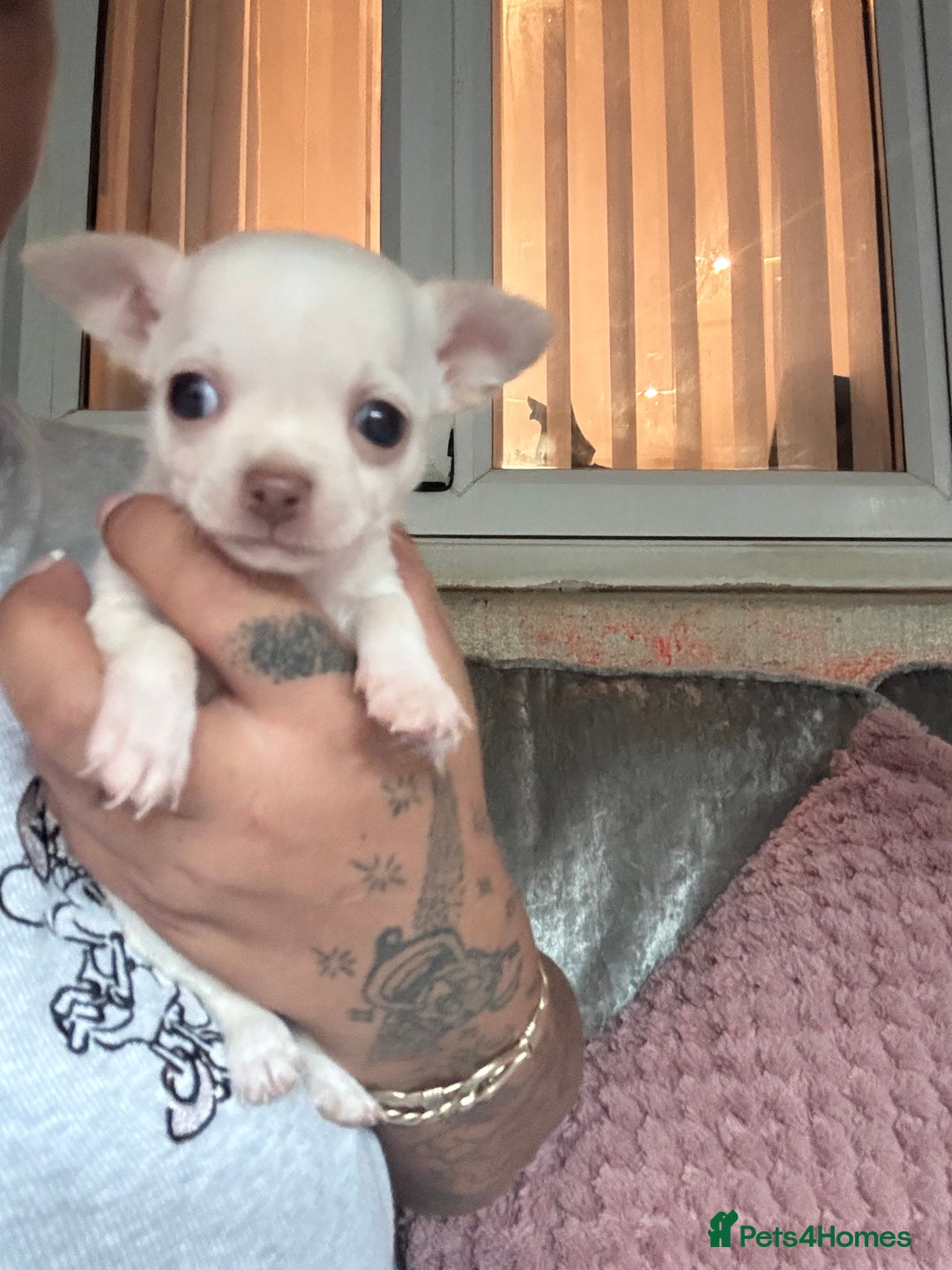 Chihuahua dogs for sale: Double chocolate platinum baby’s  - Image 6
