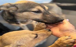 Mixed Breed dogs for adoption: MOCHI – a Superb young Girl for a Loving Home - Advert 29