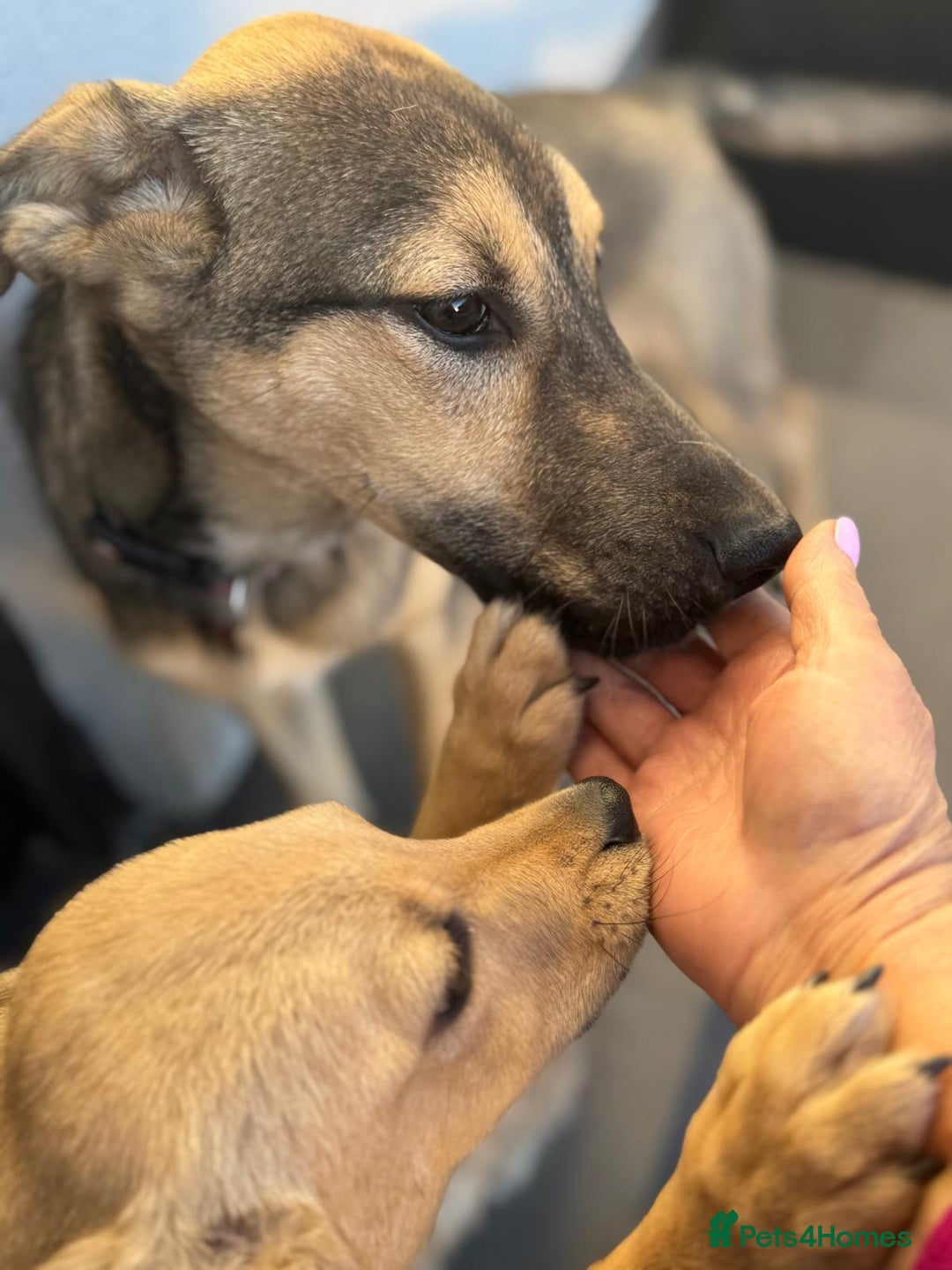 Mixed Breed dogs for adoption: MOCHI – a Superb young Girl for a Loving Home - Advert 29