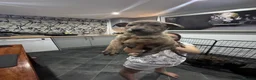 Mixed Breed dogs for sale: Ready to meet you new best friend  in Boston - Advert 7