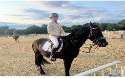 Welsh Section D horses for sale: Welsh section D gelding STAR for sale bay 13.2h - Image 6