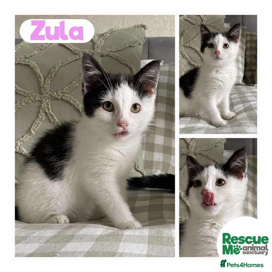 Mixed Breed cats for adoption: Zula - shy but sweet girl - Image 2