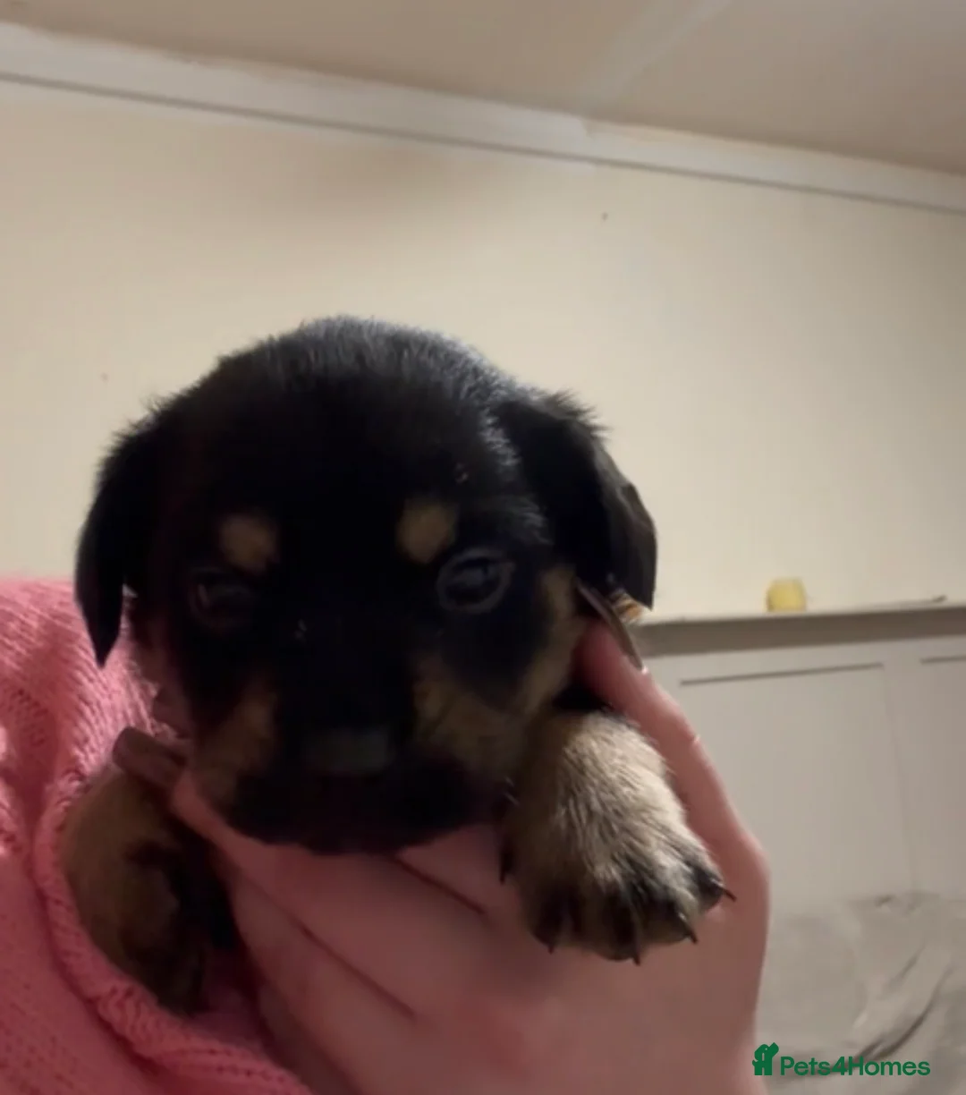 Mixed Breed dogs for sale: Rottweiler cross puppies - Advert 9