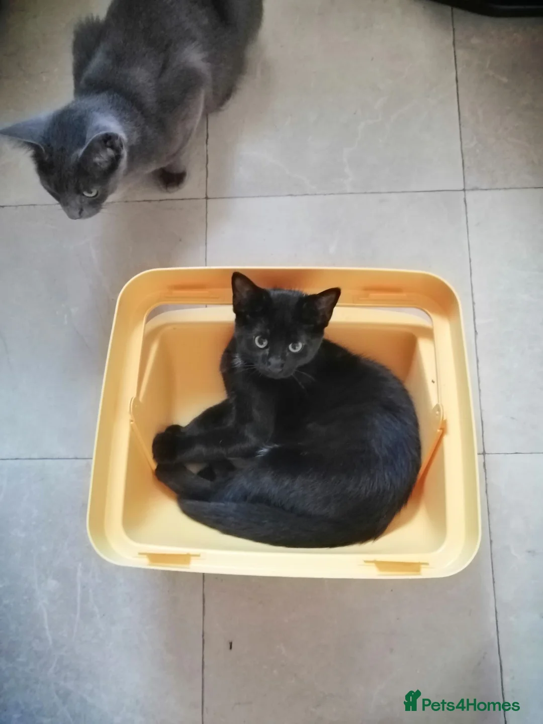 Mixed Breed cats for sale: Beautiful cat😻 - Advert 2