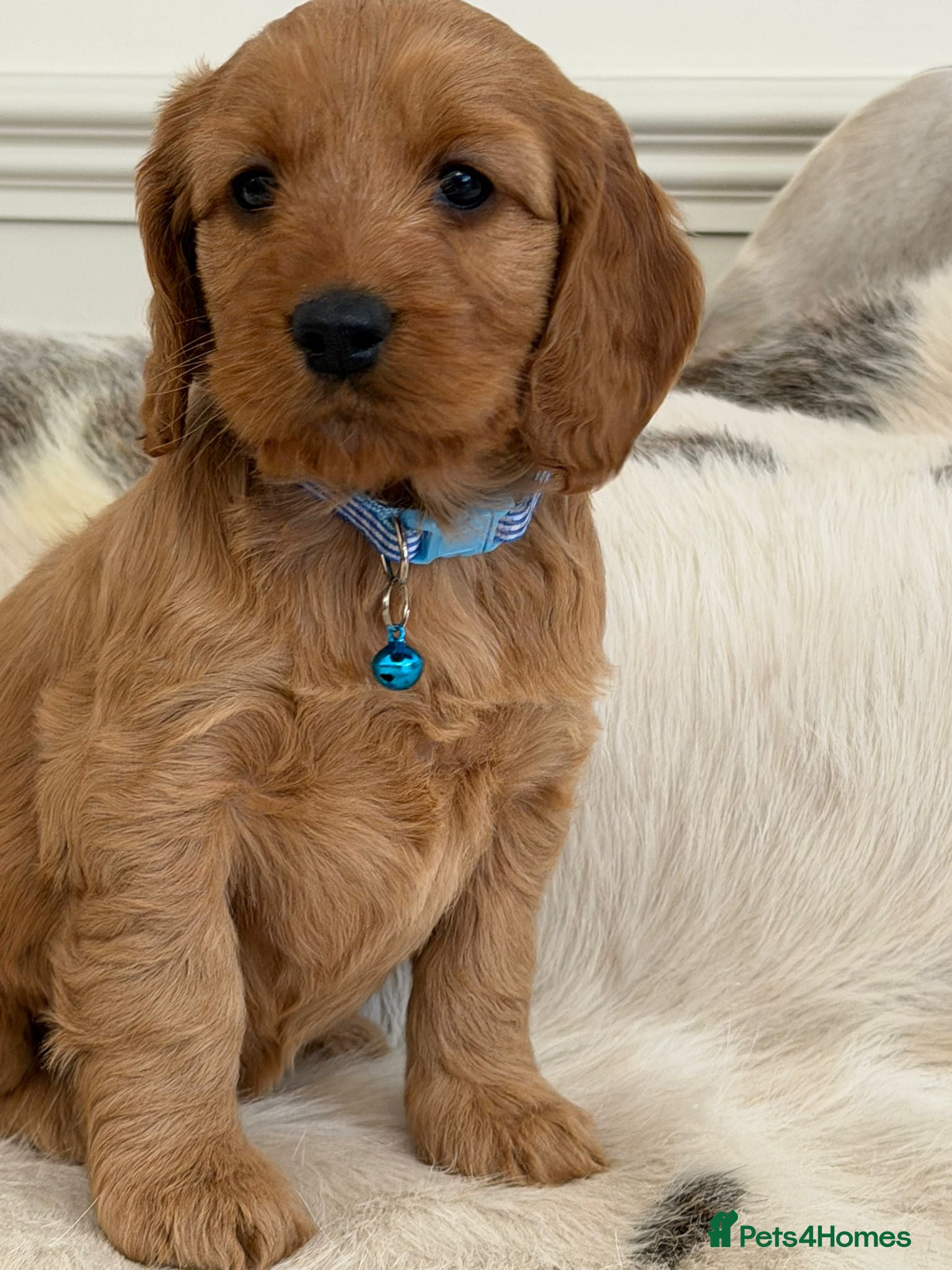 Cockapoo dogs Adorable F1 Cockapoo Puppies - Advert 1